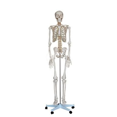 Modello anatomico umano grande 180 cm ideale per l'insegnamento e l'educazione medica
