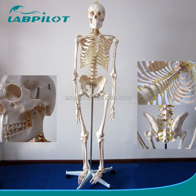 Modello anatomico umano grande 180 cm ideale per l'insegnamento e l'educazione medica