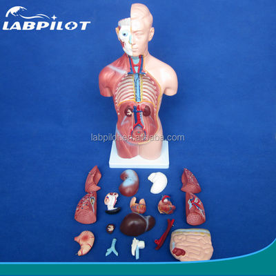 Modello del corpo senza sesso da 42 cm con 18 parti e modello anatomico del corpo dettagliato