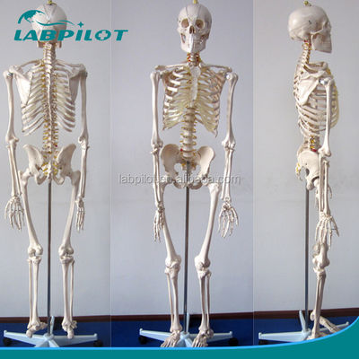 Modello anatomico umano grande 180 cm ideale per l'insegnamento e l'educazione medica