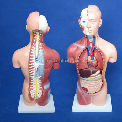 Modello del corpo senza sesso da 42 cm con 18 parti e modello anatomico del corpo dettagliato