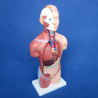 Modello del corpo senza sesso da 42 cm con 18 parti e modello anatomico del corpo dettagliato
