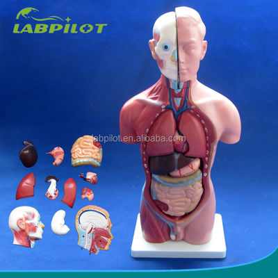 Dimostrazione anatomica Torso maschile 42 cm con organi interni 13 parti Modello anatomico