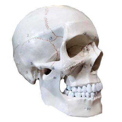 Modelli educativi Cranno umano di dimensioni naturali Modello anatomico per l'insegnamento delle scienze mediche