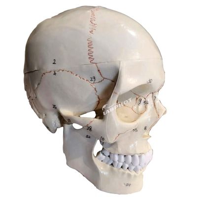 Modelli educativi Cranno umano di dimensioni naturali Modello anatomico per l'insegnamento delle scienze mediche