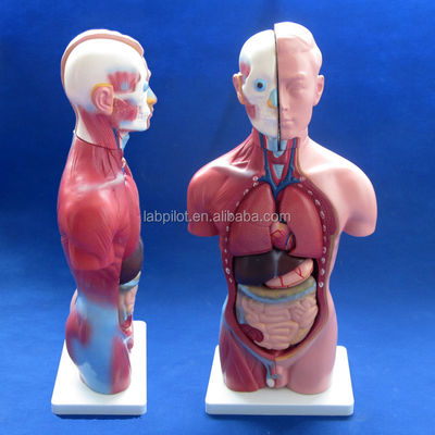 Dimostrazione anatomica Torso maschile 42 cm con organi interni 13 parti Modello anatomico