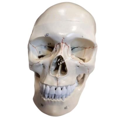Modelli educativi Cranno umano di dimensioni naturali Modello anatomico per l'insegnamento delle scienze mediche