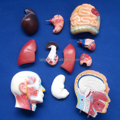 Dimostrazione anatomica Torso maschile 42 cm con organi interni 13 parti Modello anatomico