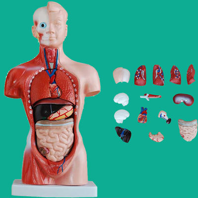 15 Parti Anatomia Modello del tronco essenziale per comprendere la struttura del corpo umano