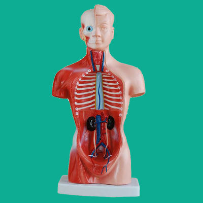 15 Parti Anatomia Modello del tronco essenziale per comprendere la struttura del corpo umano