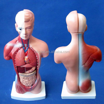 15 Parti Anatomia Modello del tronco essenziale per comprendere la struttura del corpo umano