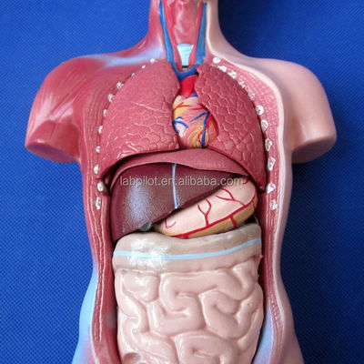 15 Parti Anatomia Modello del tronco essenziale per comprendere la struttura del corpo umano