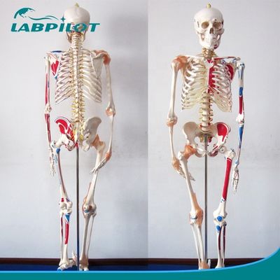 Modello didattico di scienze mediche 180cm alto scheletro colorato con muscoli e legamenti
