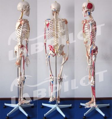 Modello didattico di scienze mediche 180cm alto scheletro colorato con muscoli e legamenti
