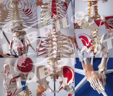 Modello didattico di scienze mediche 180cm alto scheletro colorato con muscoli e legamenti