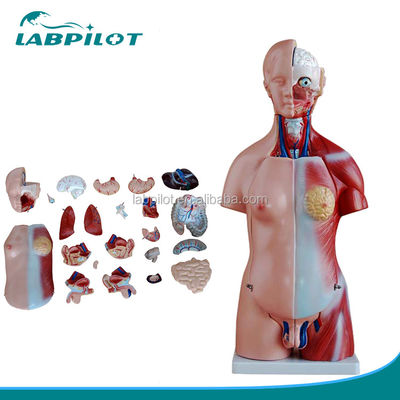 Dimostrazione anatomica 23 parti Modello del corpo con organi interni Funzione del fegato