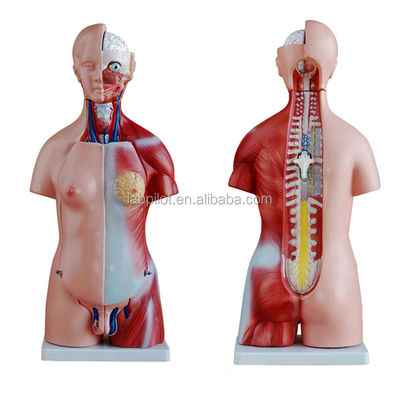 Dimostrazione anatomica 23 parti Modello del corpo con organi interni Funzione del fegato