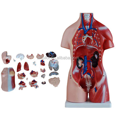 Dimostrazione anatomica 23 parti Modello del corpo con organi interni Funzione del fegato