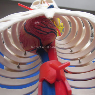 Scienze mediche Modello avanzato di scheletro umano in PVC con nervi e vasi sanguigni