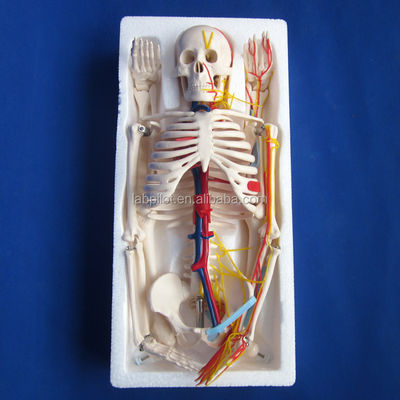 Scienze mediche Modello avanzato di scheletro umano in PVC con nervi e vasi sanguigni