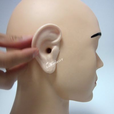 Modello dell' orecchio vivo di dimensioni umane Lo strumento definitivo per il simulatore di allenamento dell' irrigazione dell' orecchio