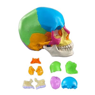 22 Parte Modello di teschio Ossa colorate Dimostrazione anatomica Insegnamento Modello medico