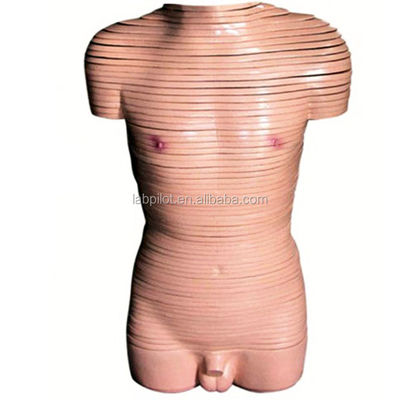 Dimostrazione anatomica Modello di sezione trasversale del busto maschile Modelli anatomici umani