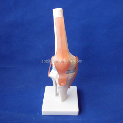 Modello anatomico dell'articolazione del ginocchio umano per l'educazione medica Progettazione realistica e dettagliata