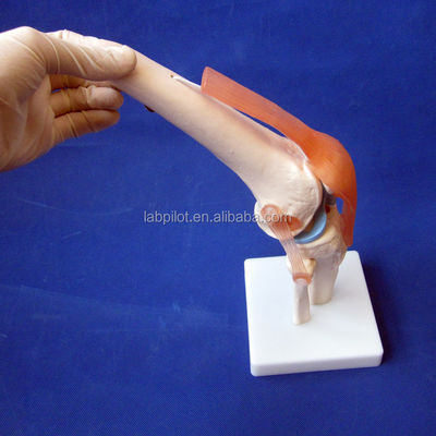 Modello anatomico dell'articolazione del ginocchio umano per l'educazione medica Progettazione realistica e dettagliata