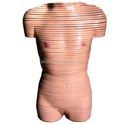 Modello di anatomia della sezione trasversale del tronco femminile raccomandato per le scuole