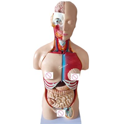 85CM Unisex Torso Manichino Organi interni Anatomia Modello Torso Umano Modelli Categoria