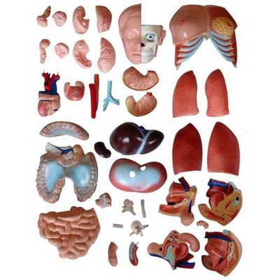 85CM Unisex Torso Manichino Organi interni Anatomia Modello Torso Umano Modelli Categoria