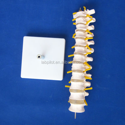 Modello scolastico della colonna vertebrale Colonna toracica con nervi e dischi intervertebrali
