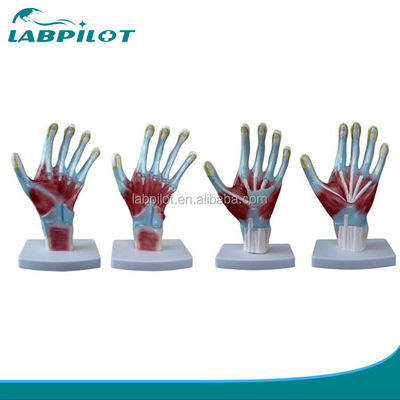 Articolo Modelli di anatomia del palmo della mano Dimensione della vita umana Modello di mano per strumenti di addestramento medico