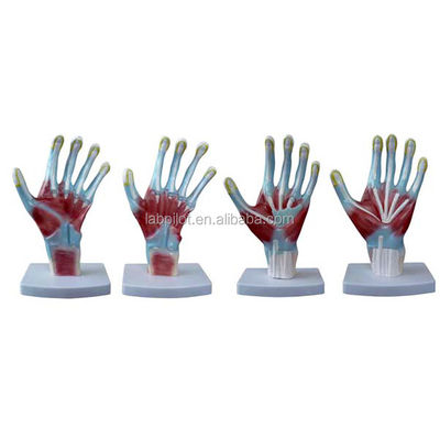 Articolo Modelli di anatomia del palmo della mano Dimensione della vita umana Modello di mano per strumenti di addestramento medico