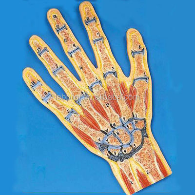 Modello di anatomia della sezione trasversale della mano vivida Modello anatomico per la dimostrazione dei muscoli umani