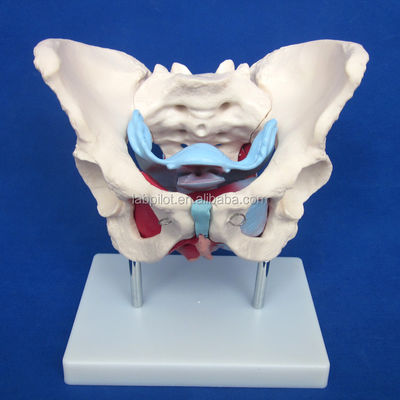 Modello pelvico femminile umano funzionale e dettagliato per dimostrazioni didattiche