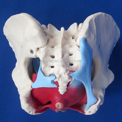 Modello pelvico femminile umano funzionale e dettagliato per dimostrazioni didattiche