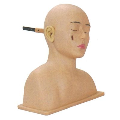 Modello di otorinolaringologia per l'addestramento avanzato con il simulatore della testa e dell'orecchio umano in PVC