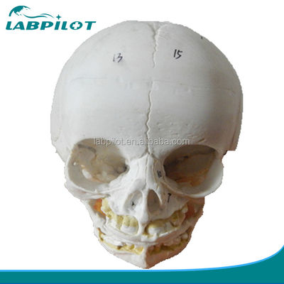 Modelli educativi Dimostrazione anatomica Modello di cranio infantile per l'educazione medica