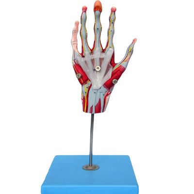 Muscoli della mano, vasi e nervi Modello anatomico della mano per mostrare l'anatomia della mano