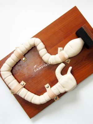 Allenamento Sigmoidoscopico Umano con Vivid Large Intestine Model e Life Size Simulator