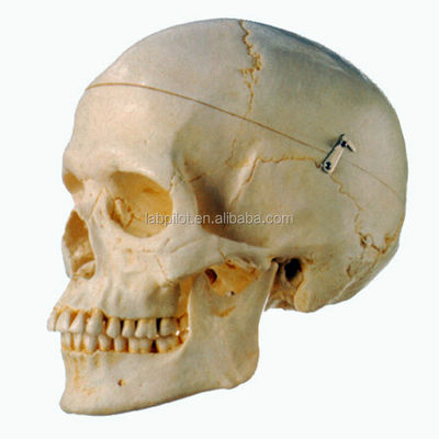 Modello di dimostrazione anatomica del cranio umano adulto per la ricerca scientifica medica
