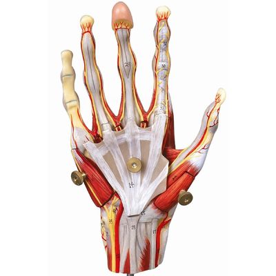 Muscoli della mano, vasi e nervi Modello anatomico della mano per mostrare l'anatomia della mano