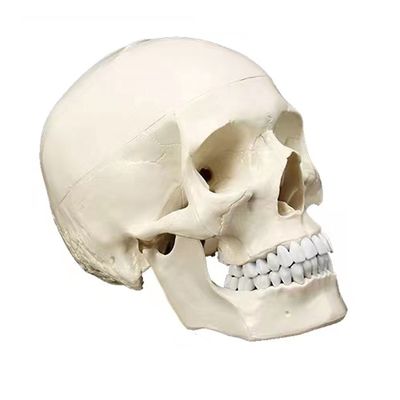 Modello di dimostrazione anatomica del cranio umano adulto per la ricerca scientifica medica