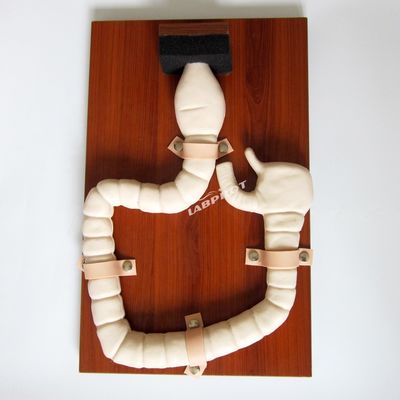 Allenamento Sigmoidoscopico Umano con Vivid Large Intestine Model e Life Size Simulator