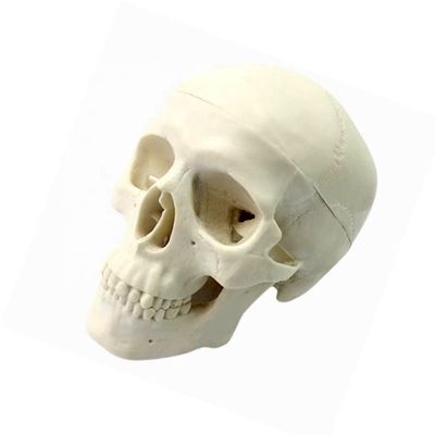 Modello di dimostrazione anatomica del cranio umano adulto per la ricerca scientifica medica