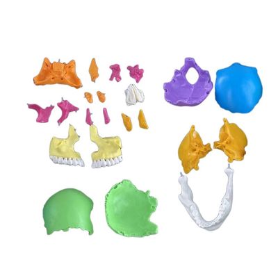 22 parti Modello di teschio di plastica Ideale per insegnare l'osso umano in materia di scienze mediche