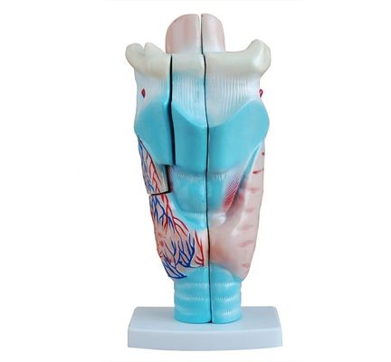 Modello di insegnamento di anatomia della laringe medica Modello di gola umana per la dimostrazione anatomica