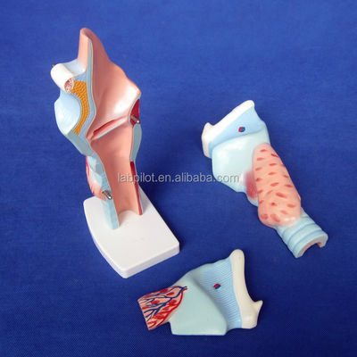 Modello di insegnamento di anatomia della laringe medica Modello di gola umana per la dimostrazione anatomica